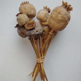 buy poppy heads