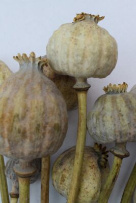 giant poppy heads uk