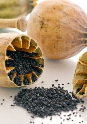 buy poppy seed pods​ 