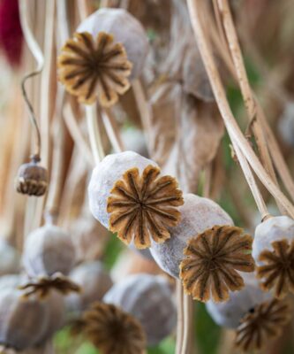 Dried Poppy Flower