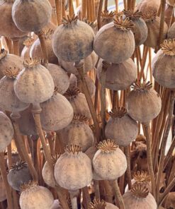 dried poppy heads 2kg wholesale