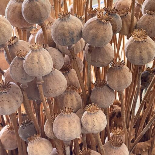 dried poppy heads 2kg wholesale