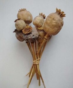 poppy heads 1 kg