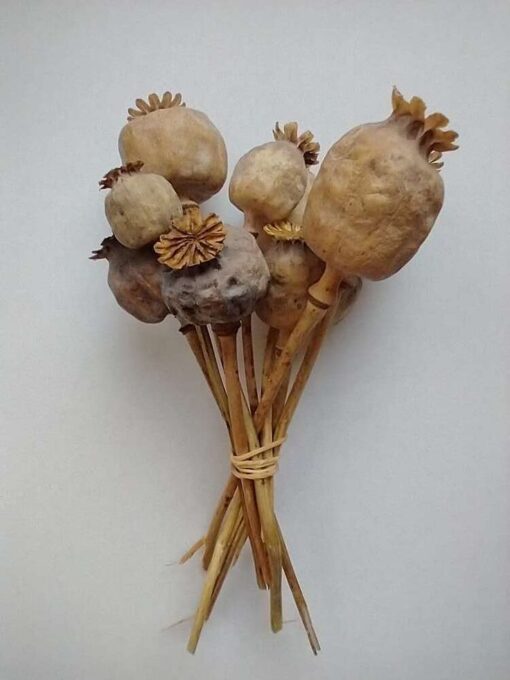 poppy heads 1 kg