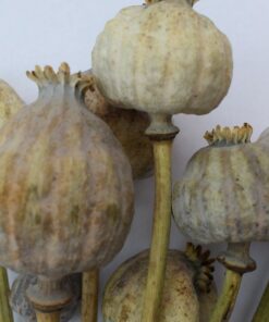 giant poppy heads