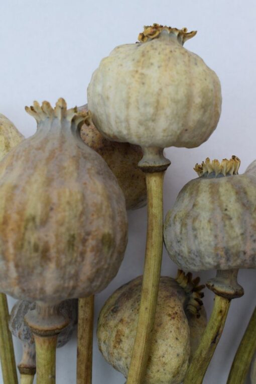 giant poppy heads
